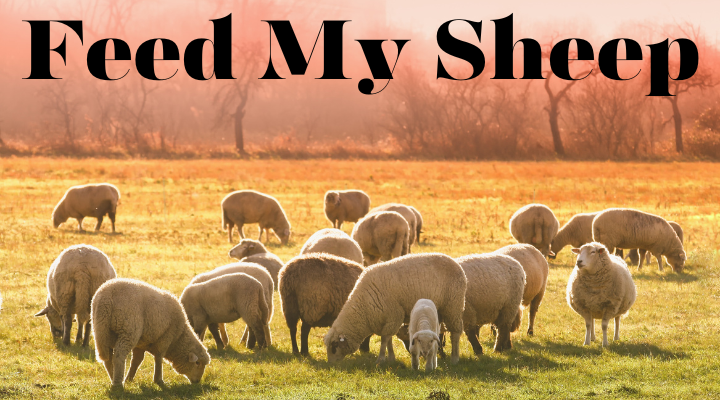 Many Sheep but Only One Lamb
